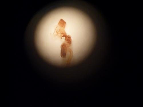 Abrostola triplasia